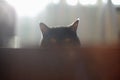 Cat looks out hiding, surprise, hunting sunlight Royalty Free Stock Photo