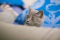 Cat looks out hiding, surprise, hunting sunlight Royalty Free Stock Photo