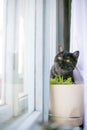 Cat looks out hiding, surprise, hunting sunlight Royalty Free Stock Photo