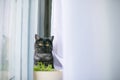 Cat looks out hiding, surprise, hunting sunlight Royalty Free Stock Photo