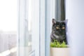 Cat looks out hiding, surprise, hunting sunlight Royalty Free Stock Photo