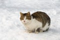 Cat looks out for prey hiding in the white snow