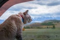 Cat looks out of the open window car. Travel by car with cat with blue eyes. Royalty Free Stock Photo