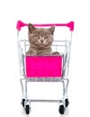 Cat looks out of shopping carts. isolated on white background Royalty Free Stock Photo