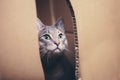 Cat looks out the slit cardboard box Royalty Free Stock Photo