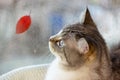 the cat looks out the window at an autumn leaf, rain drops on the glass. Royalty Free Stock Photo