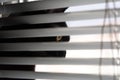 The cat looks out the window behind the blinds. Black cat with yellow eyes looks out the window at the street in the evening Royalty Free Stock Photo