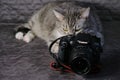 Cat looks out the window with Canon 600D camera - Moscow, Russia: 07 05 2019