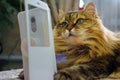 Cat looks at the phone in close -up selective focus. domestic animals technology humor Royalty Free Stock Photo