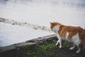 Cat looks at the river
