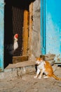 The cat looks at the rooster and hens. Farm animals Royalty Free Stock Photo