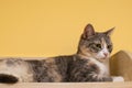 Cat looks surprised lying on a wooden shelf