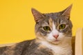 the cat looks surprised lying on a wooden shelf, the pet, the cat is resting on the sh Royalty Free Stock Photo