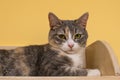 Cat looks surprised lying on a wooden shelf