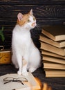 The cat looks to the right. Educational background Royalty Free Stock Photo