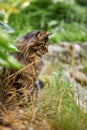 The cat looks to the side and sits on a green lawn in bushes and thickets. Portrait of a fluffy maine coon cat in nature Royalty Free Stock Photo