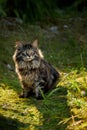 The cat looks to the side and sits on a green lawn in bushes and thickets. Portrait of a fluffy maine coon cat in nature Royalty Free Stock Photo