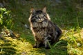 The cat looks to the side and sits on a green lawn in bushes and thickets. Portrait of a fluffy maine coon cat in nature Royalty Free Stock Photo