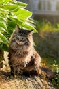 The cat looks to the side and sits on a green lawn in bushes and thickets. Portrait of a fluffy maine coon cat in nature Royalty Free Stock Photo