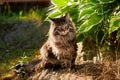 The cat looks to the side and sits on a green lawn in bushes and thickets. Portrait of a fluffy maine coon cat in nature Royalty Free Stock Photo
