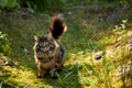 The cat looks to the side and sits on a green lawn in bushes and thickets. Portrait of a fluffy maine coon cat in nature Royalty Free Stock Photo