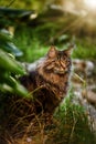 The cat looks to the side and sits on a green lawn in bushes and thickets. Portrait of a fluffy maine coon cat in nature Royalty Free Stock Photo