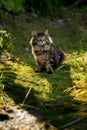 The cat looks to the side and sits on a green lawn in bushes and thickets. Portrait of a fluffy maine coon cat in nature Royalty Free Stock Photo