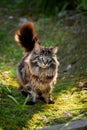 The cat looks to the side and sits on a green lawn in bushes and thickets. Portrait of a fluffy maine coon cat in nature Royalty Free Stock Photo