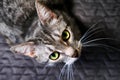 Cat looks you in the eye with a dumb question. Request a pet in the big green eyes. A hungry cat asking for food in humans. Royalty Free Stock Photo