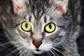 Cat looks you in the eye with a dumb question. Request a pet in the big green eyes. A hungry cat asking for food in humans. Royalty Free Stock Photo