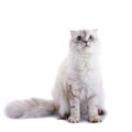 Cat Royalty Free Stock Photo