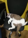 Cat lounged on a chair Royalty Free Stock Photo