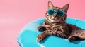 Cat lounging on a blue inflatable ring wearing sunglasses