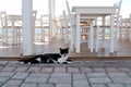 Cat Lounging by Outdoor Dining Area Royalty Free Stock Photo