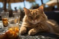 cat lounging on sandy beach chair with cocktail, bathed in glorious sunlight Royalty Free Stock Photo