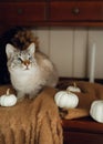 Cat lovecat autumn sweet home Royalty Free Stock Photo