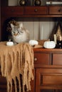 Cat lovecat home sweet autumn Royalty Free Stock Photo