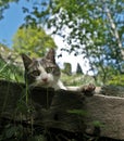 Cat - lovely kitty Royalty Free Stock Photo