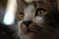 domestic young male cat at home close up face detail object hairy pet