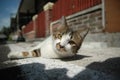 Beautiful domestic cat so cute - adorable animal - laying on street - b