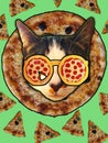 Cat loves quattro formaggi pizza