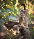 Cat lurking in the back yard Royalty Free Stock Photo