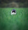 Cat lurking in high grass field