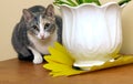 The cat, lurking, watchfully looks Royalty Free Stock Photo