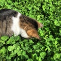 Cat in the lush clover patch Royalty Free Stock Photo