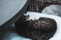 Cat lying on armchair Royalty Free Stock Photo