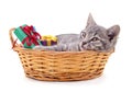 Cat lying in basket with gifts Royalty Free Stock Photo