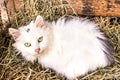 Cat lying in basket with hay. Royalty Free Stock Photo