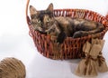 The cat is lying in a basket