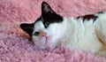 Black-white cat lying on a bed Royalty Free Stock Photo